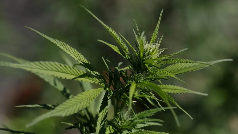 l-intro-1765997302761372