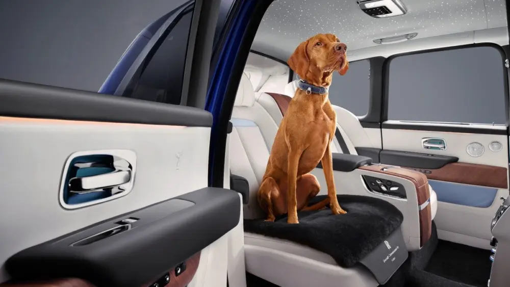 dog-collar-and-lead-pet-seat-mat115290