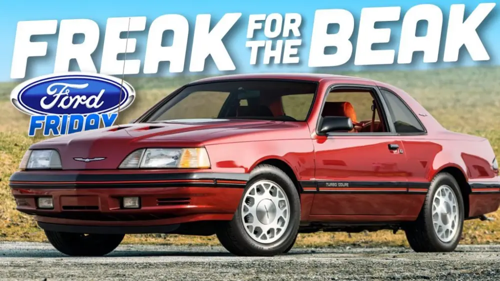 ford_friday_beak_bird_ts3-1024x577