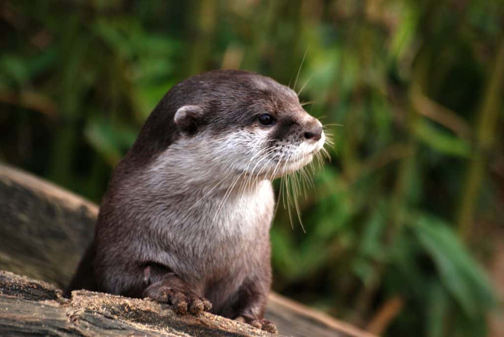 After reintroduction, river otters now thriving in Indiana WBAT