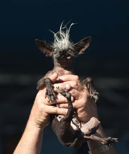 chihuahua with mohawk