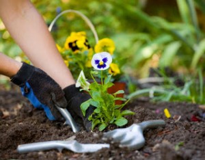woman gardening gloves posies flowers gardening tools