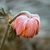 frosty-flower