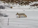 coyote-1539287_640