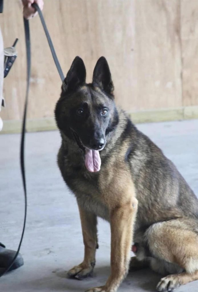 Retired Wayne County K-9 BOLO Passes - Vimarsana News