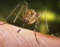 west-nile-virus-mosquito-image