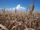 a-field-of-dried-corn-plants-near-percival-iowa