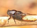 cicada-bug