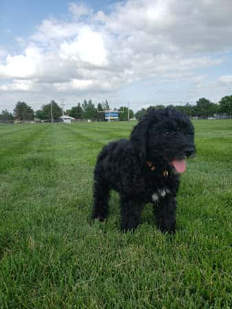 winston-3