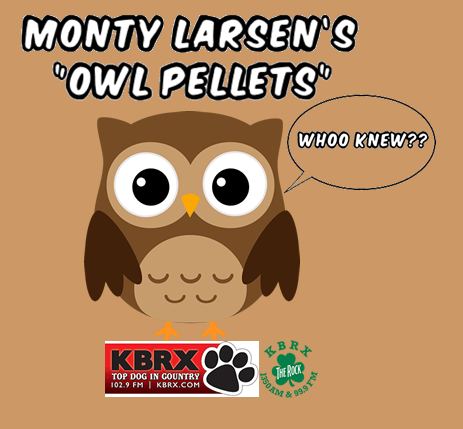 monty-larsen-owl-pellets