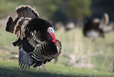 turkey