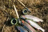 trout-and-reels