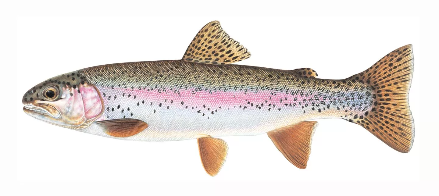 rainbow-trout-image-copyright-joseph-r-tomelleri