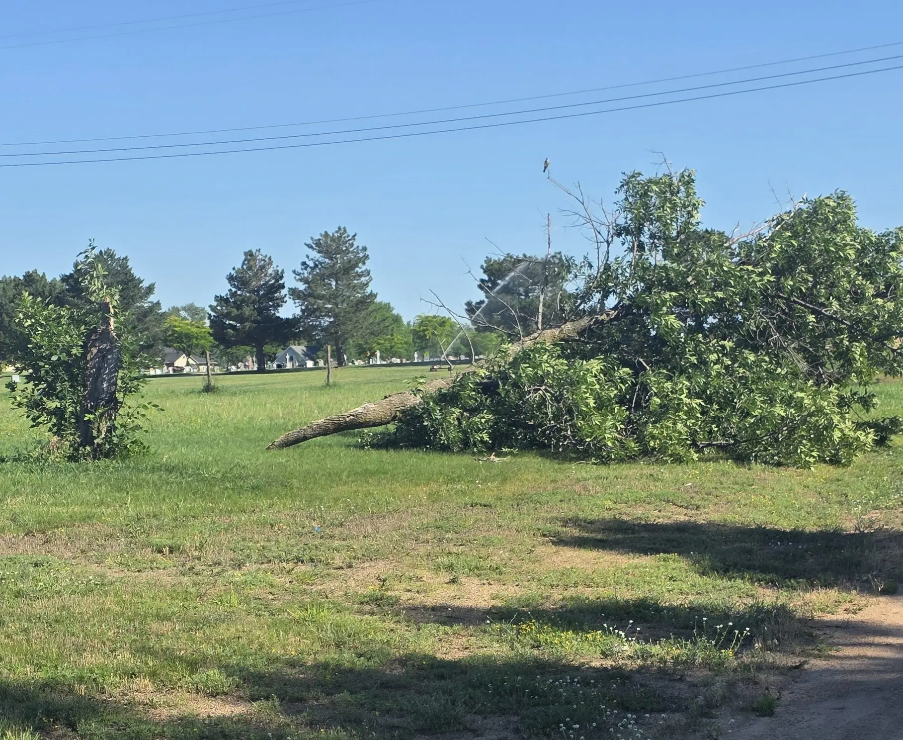 july-2-2025-tree-down-wind