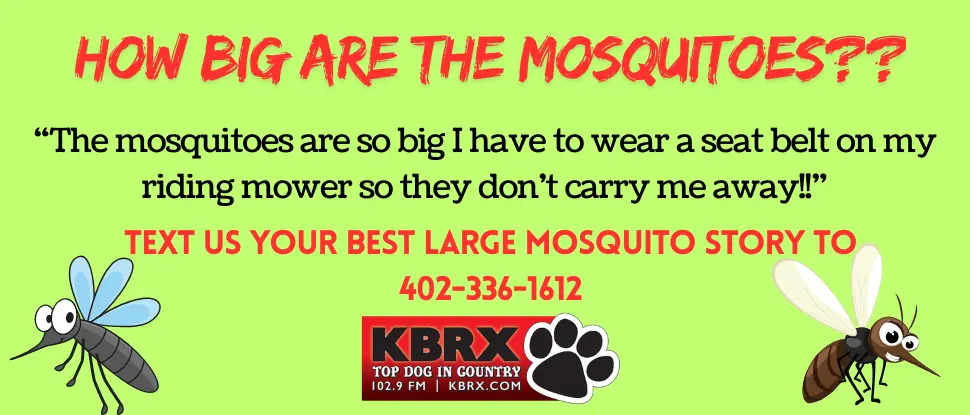how-big-are-the-mosquitoes
