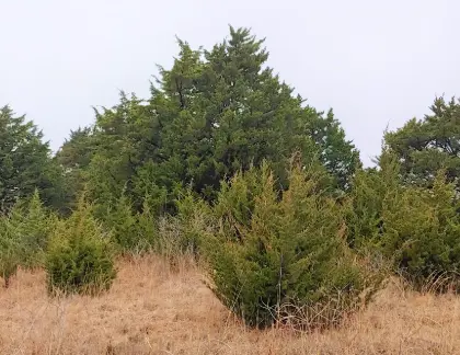 cedar-trees