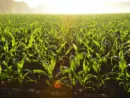 farm-corn-jpeg-48