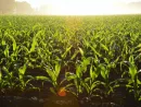 farm-corn-jpeg-61