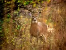 indiana-deer-hunting-jpg-11