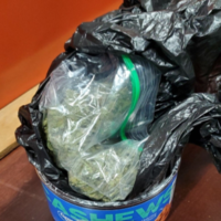 marijuana-ph