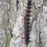 gypsy-moth-caterpillar-infected-with-entomophaga-photo-by-dave-smitley-msu