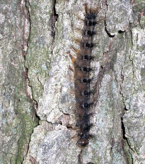 Spraying for invasive caterpillars set to begin WPHM
