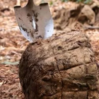 dnr-tree-planting