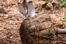 dnr-tree-planting