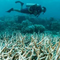 getty_42425_reefs354375