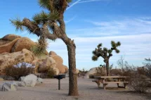 getty_joshua-tree-01-gty-jef-250514_1747234673859_hpmain617712