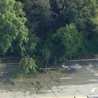 news_treefall_7125429357