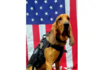 news_georgiapolicedog_71525333359