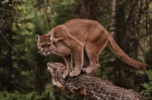 getty_mountainlion_010226955834