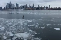 abc_nycice_01282658872