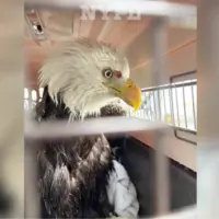 news_eagle_21826377732