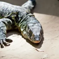 news_nilemonitorlizard_31126188768