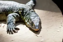 news_nilemonitorlizard_31126188768