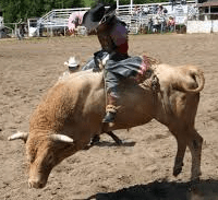 rodeo-buckin-horse