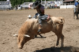 rodeo-buckin-horse