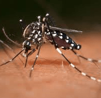 zika-mosquito-image