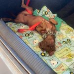 Buster taking a break from nap time 