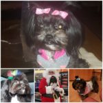 The many faces of Miss Raven.  All 4 lbs of her.   