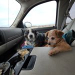 Mom are we going to the vet?