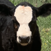 black white faced cow