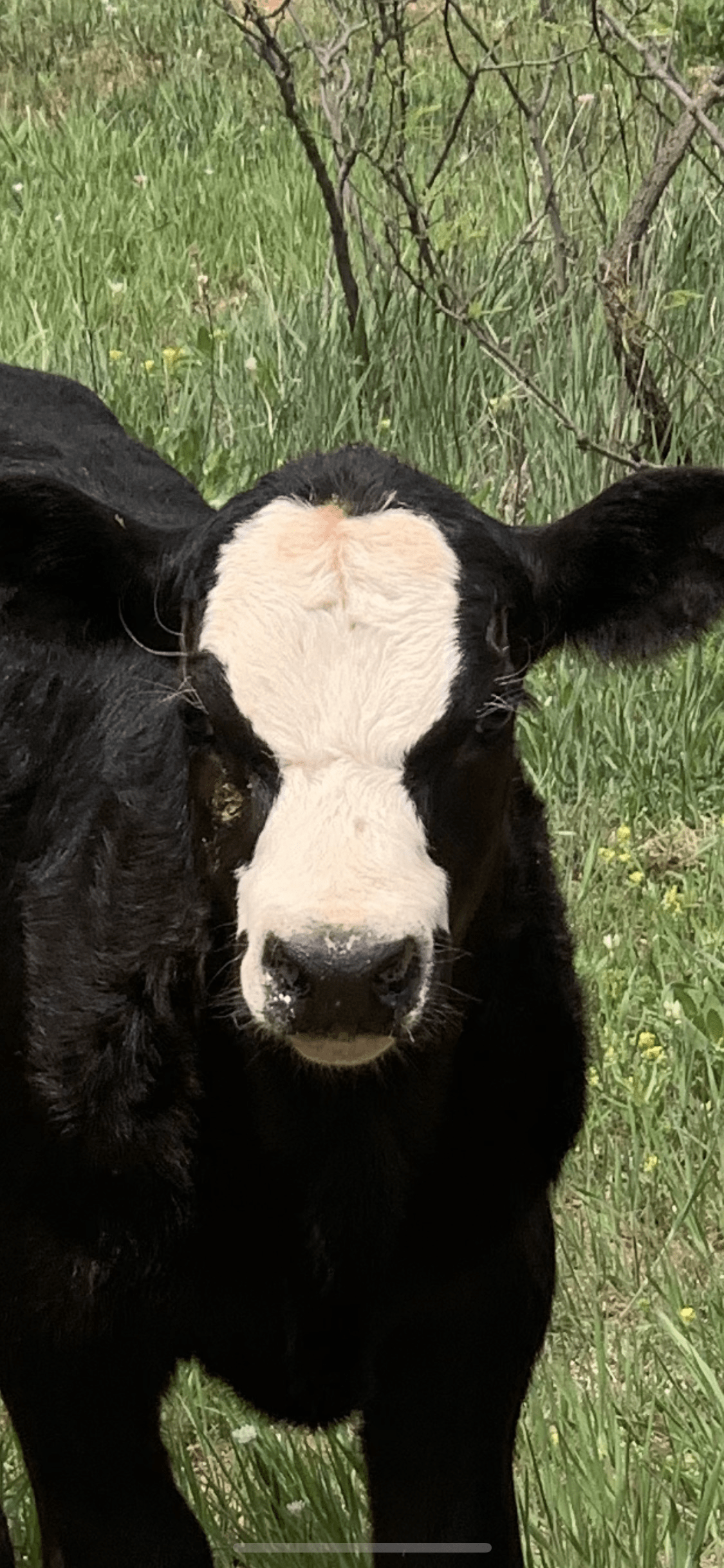 black white faced cow