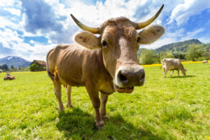 close up cow image