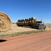 2 Semi Trucks with bales of hay
