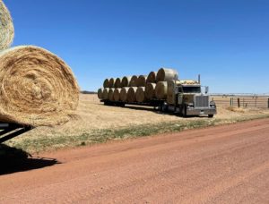 2 Semi Trucks with bales of hay