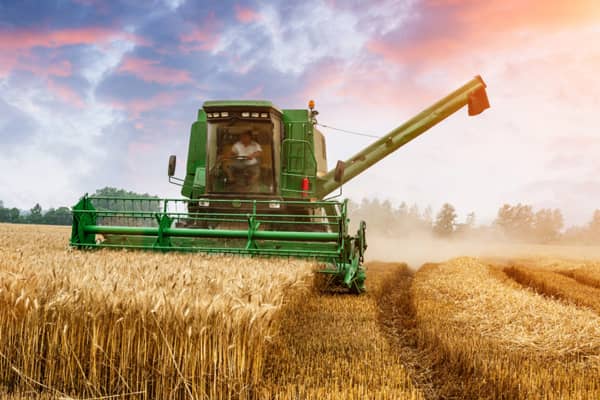 Wheat Harvest Beginning in the Area - Vimarsana News