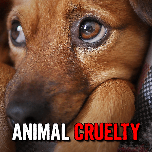 animal-cruelty-graphic